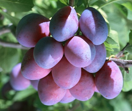 一,乌梅酒后呕吐吃什么药很多人在喝酒之后,会出现一系列的不适反应