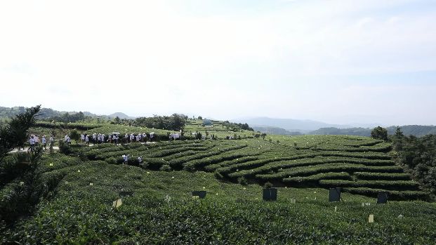 视频|品品香茶业:全面推广茶园集约化管理模式,目标6万亩放心好茶!