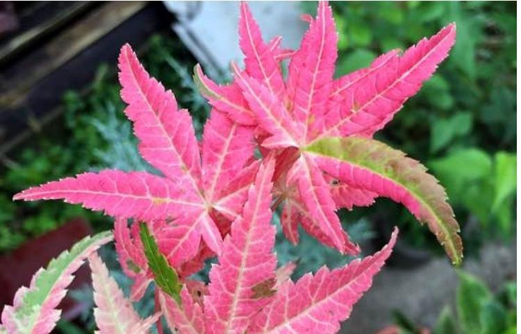 红枫树苗哪里卖的便宜,批发基地,红枫小苗价格 _日本