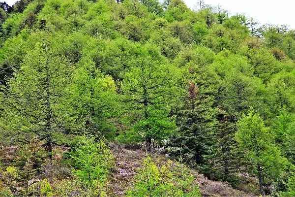 亚高山灌丛草甸带亚高山灌丛草甸带分布于海拔 3400～3770m 的亚高山