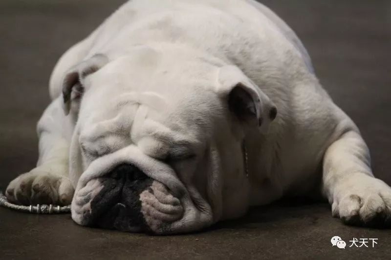 "专家jay serion先生谈斗牛犬,作为一个指导手,从"战壕"中开始,从理解