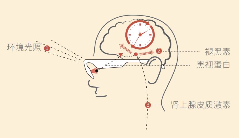 大脑中的松果体分泌的褪黑素