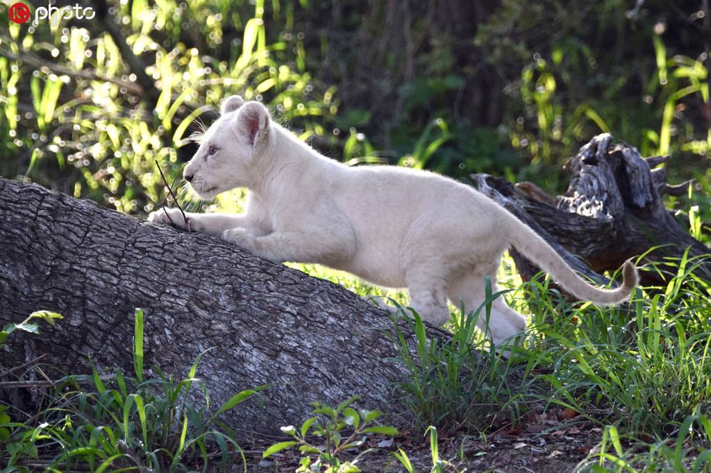 仅存15只南非克鲁格国家公园发现一头野生小白狮