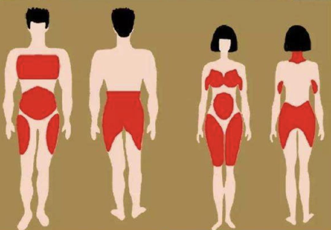 女性人体脂肪分布图图片