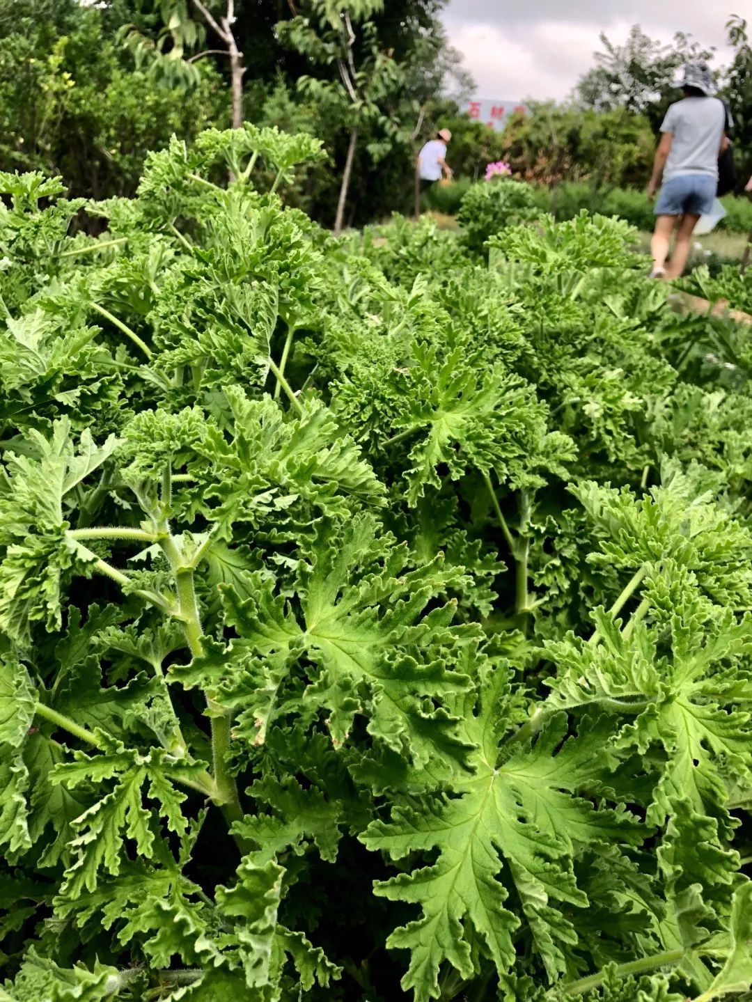 芳香植物认知精油最初的状态