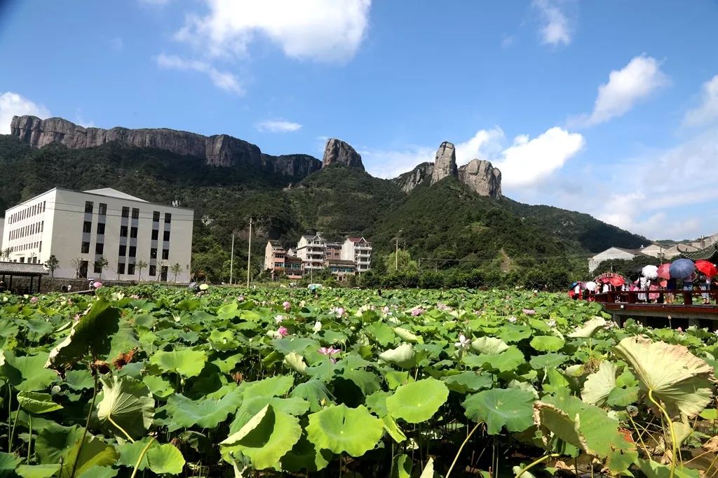 相约方山村"荷"你在一起—大溪镇方山村首届荷花节开幕!