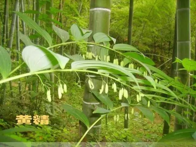 所以其有"仙人余粮"别名,在我国有悠久的药用历史,药用价值极高