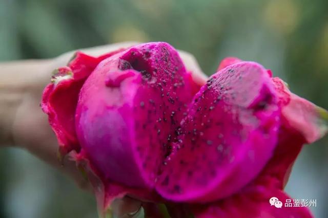 彭州又一大波时令水果闪亮登场还在等什么来采摘呗