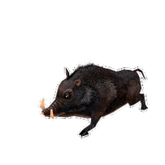 河源一村庄有野猪出没吃光花生啃西瓜村民能捕杀吗