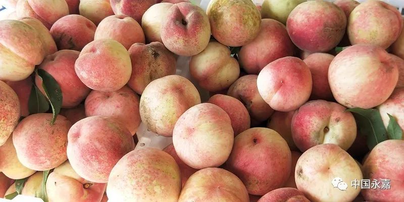 永嘉的白沙蜜桃上市让你垂涎三尺甜到炸裂了解一下
