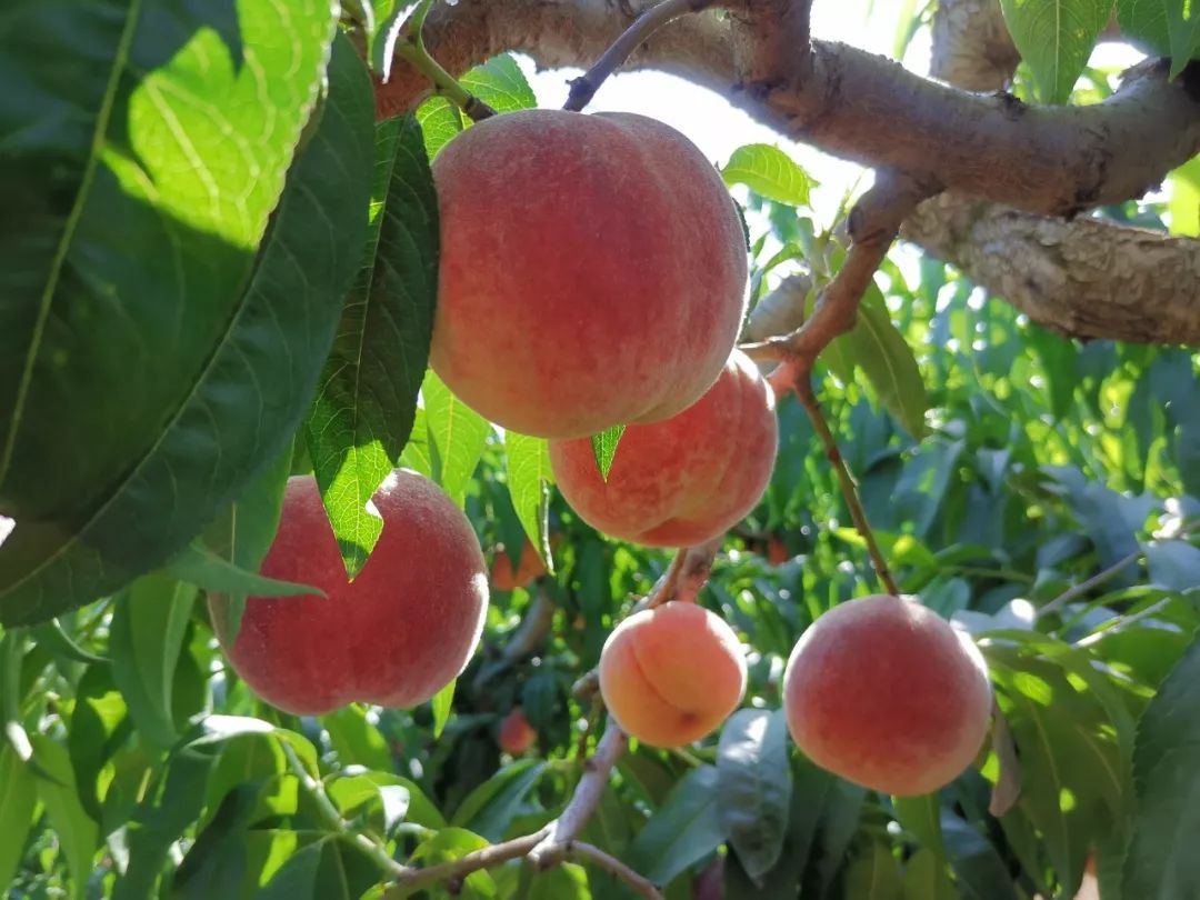 秦安蜜桃盛夏时节最甜蜜的时光关于秦安蜜桃的传说