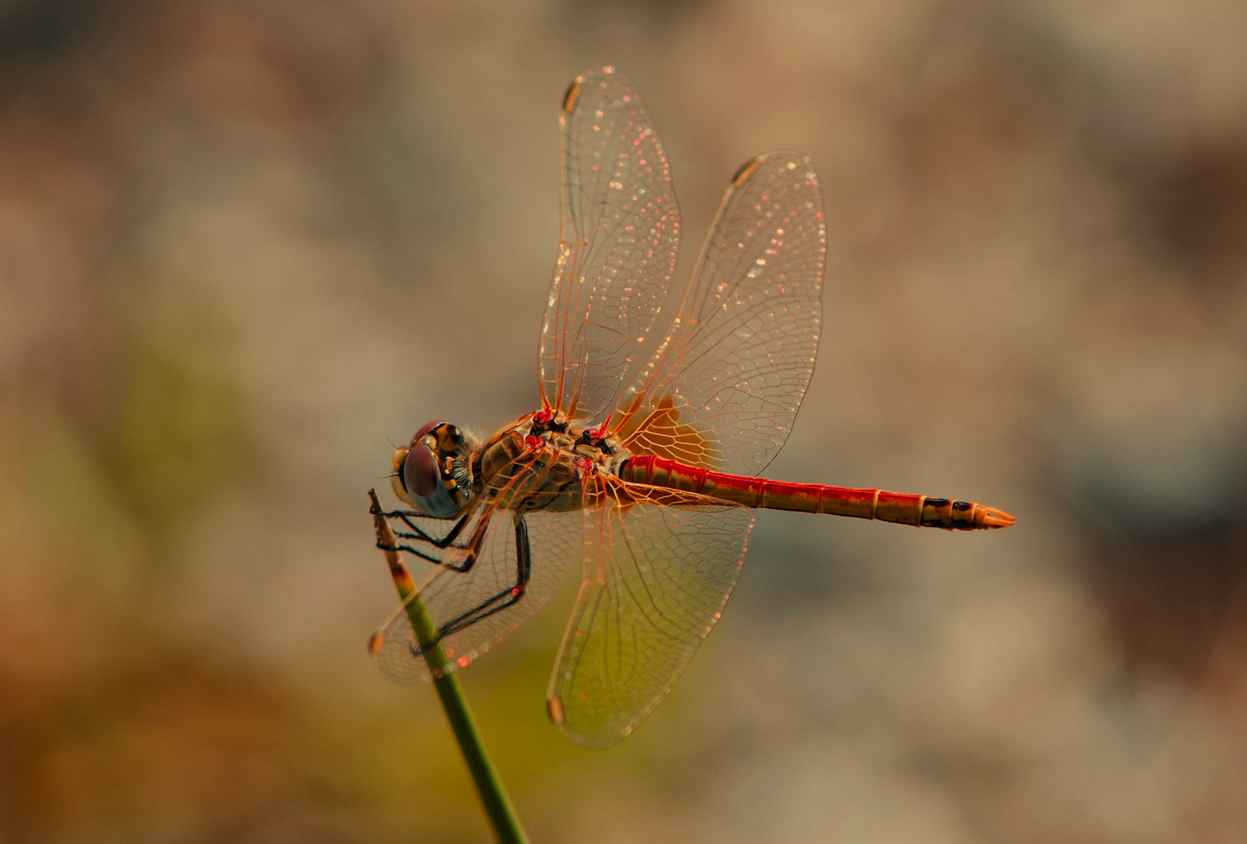 世界上最美的蜻蜓图片