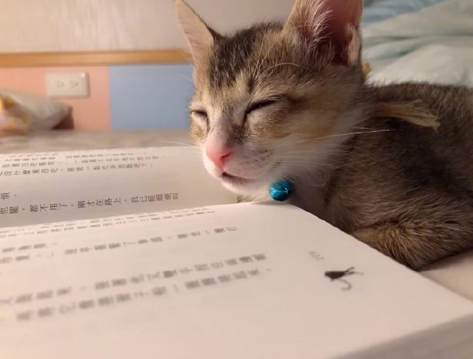 一看书就犯困的小猫,怪不得学习那么差劲