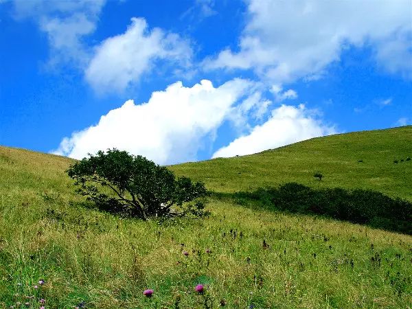 亞高山灌叢草甸帶分佈於海拔 3400～3770m 的亞高山地帶.