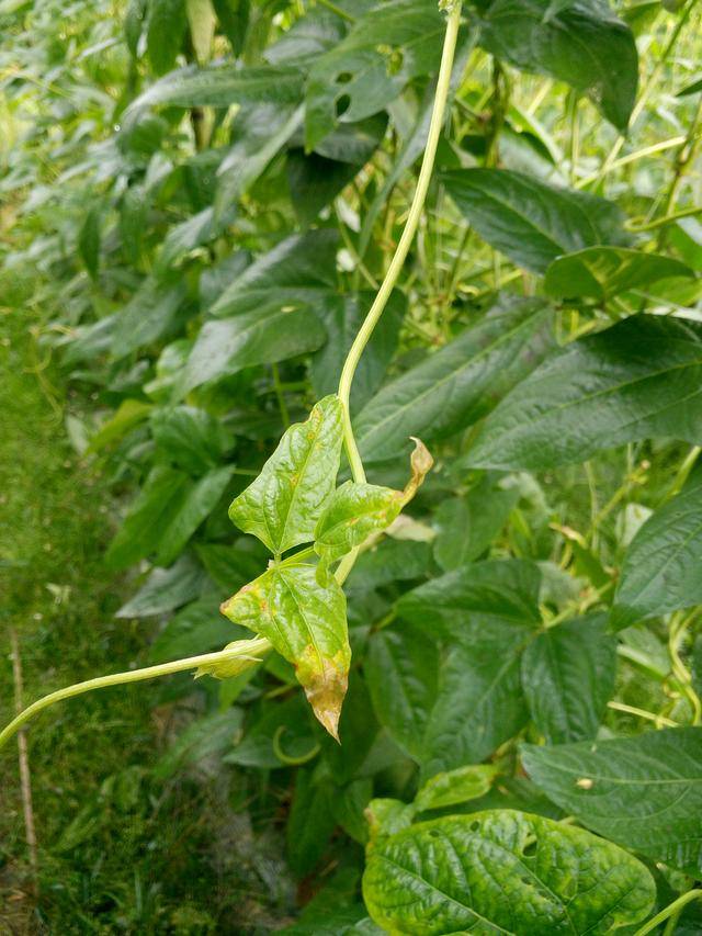 豇豆疫病和细菌性疫病如何区分与防治