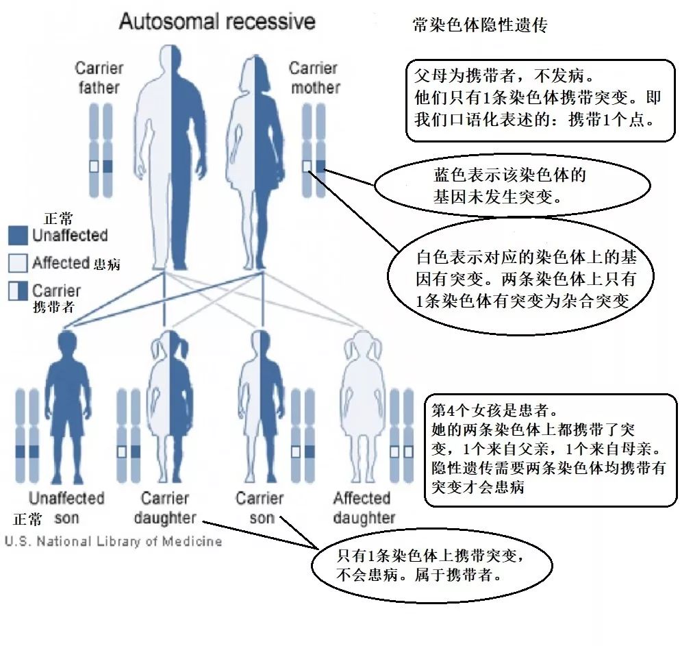 常染色体隐性遗传(ar):致病基因位于常染色体上,基因性状为隐性, 需要