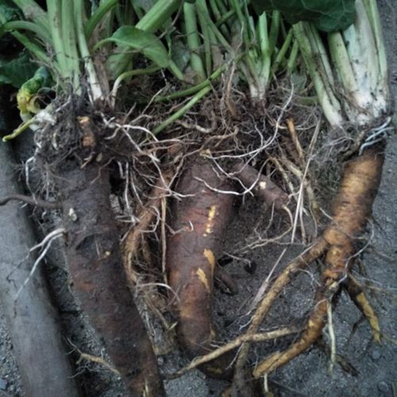 原创农村常见的假菠菜不能食用却被称作金不换你认识吗