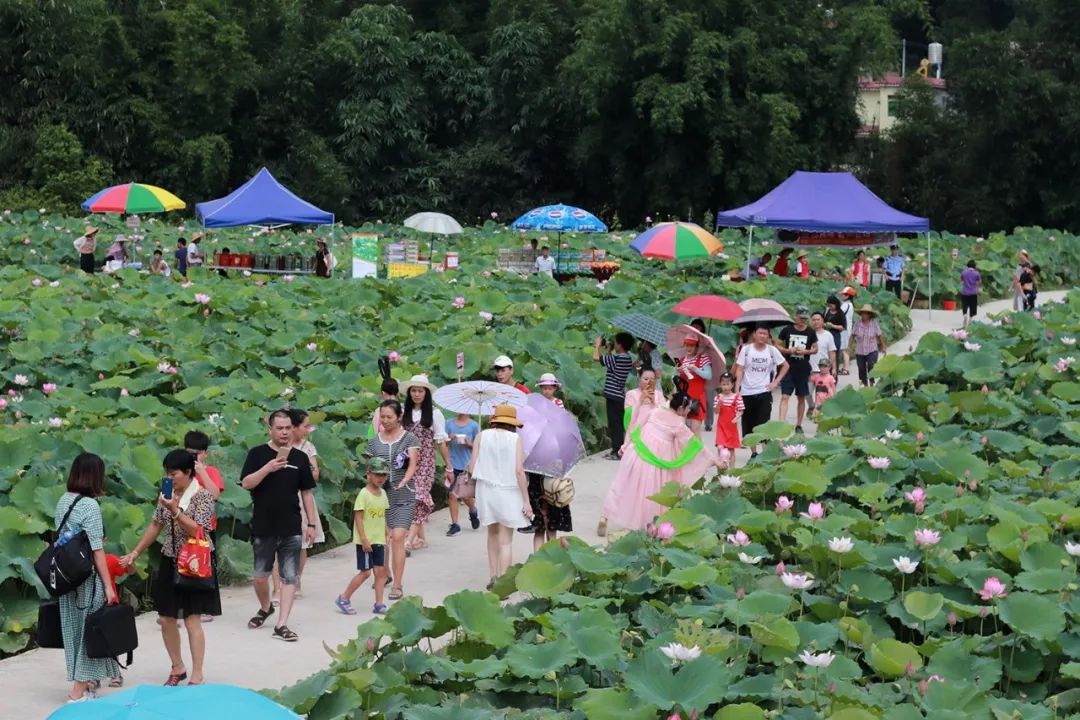 新丰荷花节现场直播超过了24万人观看,进一步扩大了我县节庆活动的