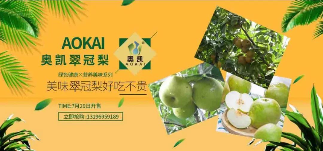 江苏奥凯生态园翠冠梨开园啦!