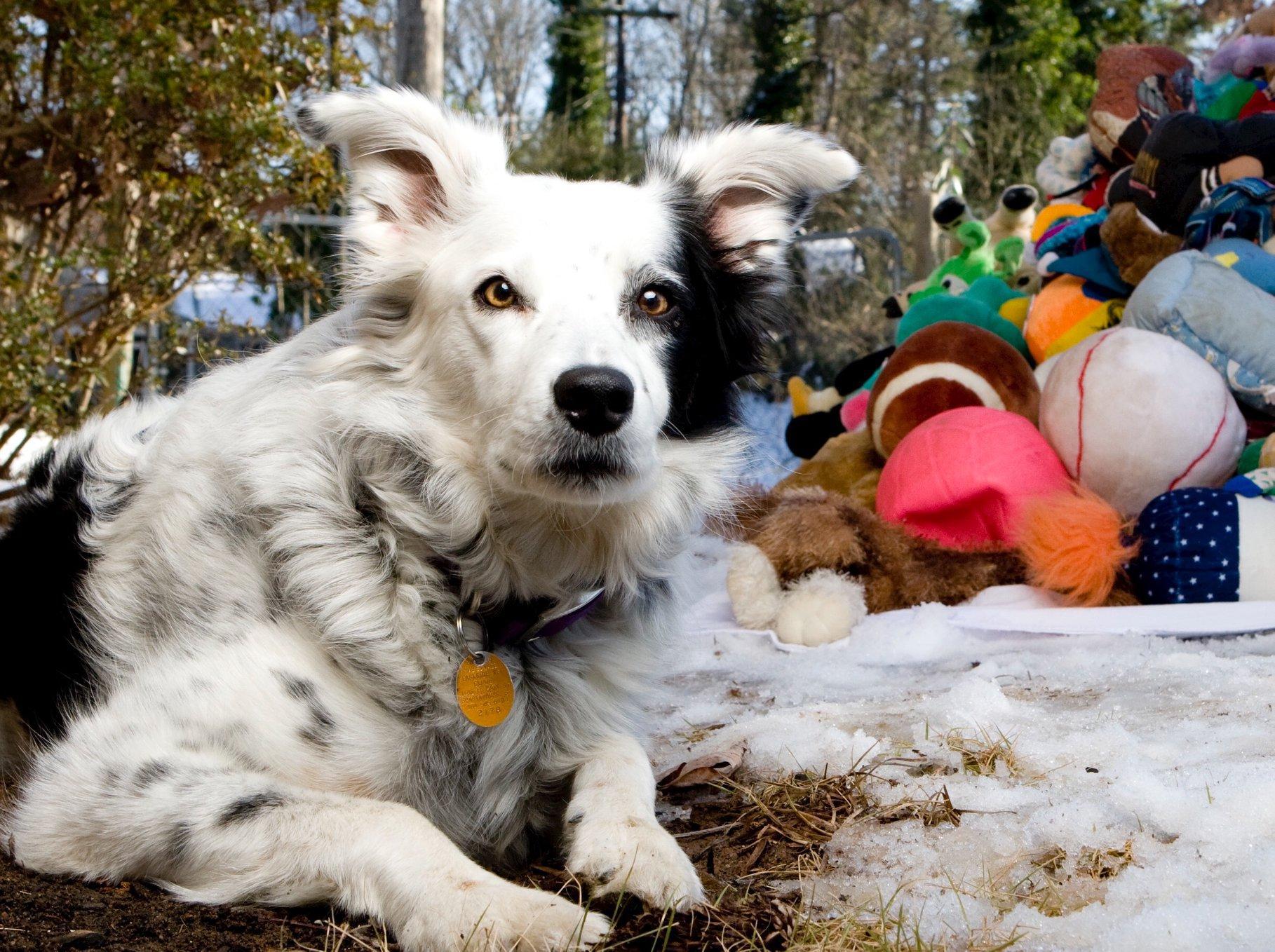 世上最聪明狗去世每天曾学10个单词语言理解力不逊9岁儿童