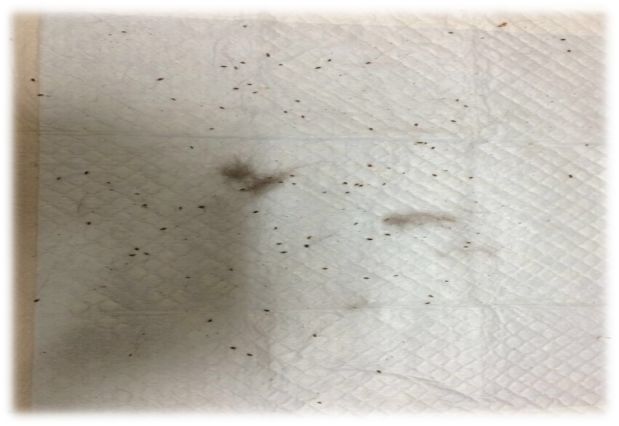 临床检查发现该犬身上大量跳蚤及跳蚤粪便,腰背部掉毛,局部有皮肤损伤