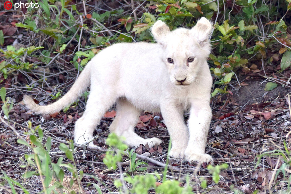 仅存15只!南非克鲁格国家公园发现一头野生小白狮