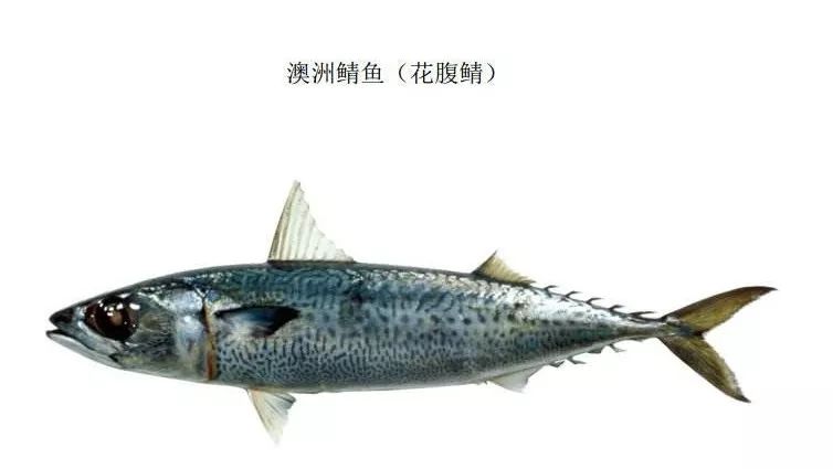 谈谈鲐鲅和鲅鱼