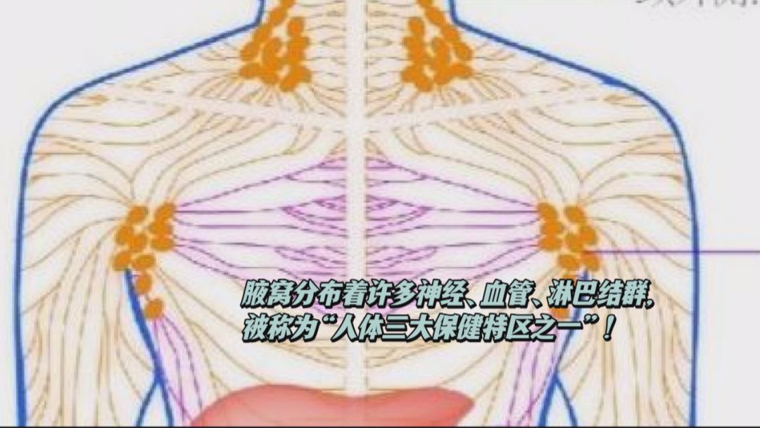 人体背部淋巴结分布图图片