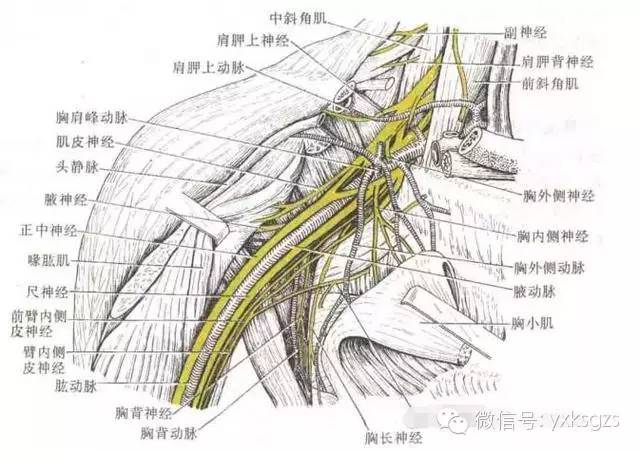 解剖臂丛神经知识汇总图文