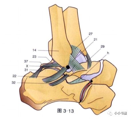 精进专题关节篇踝关节