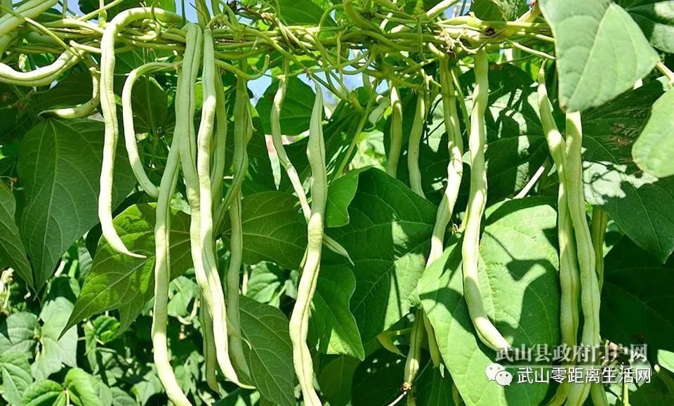 武山金豆角搭上致富快车销往兰州