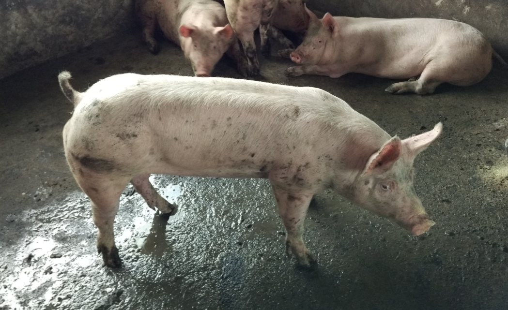 为什么说猪是蛇的克星难道有什么武器吗看完涨知识了