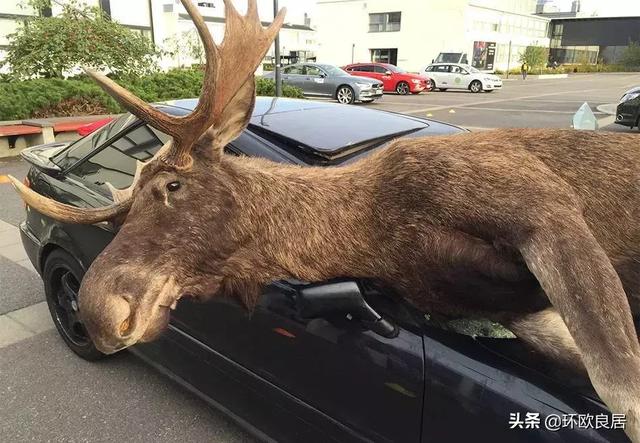 芬兰近期天气炎热公路上撞鹿车祸频发请小心驾驶