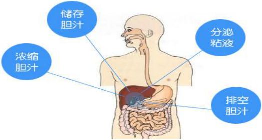 膽囊(膽)是位於右上腹,肝臟下方的一個梨狀囊袋的消化器官.膽囊在哪?