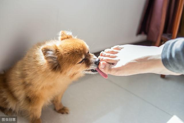 狗狗喜欢舔你的手或脚?其实原因有4个,现在知道还不晚