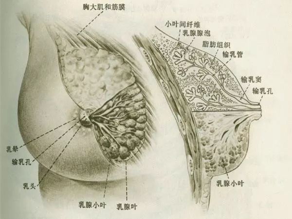 乳房的样子解剖图片