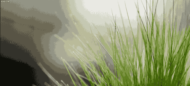 巧用观赏草ornam ental grass"观赏草"是一类形态美丽,色彩丰富的草本