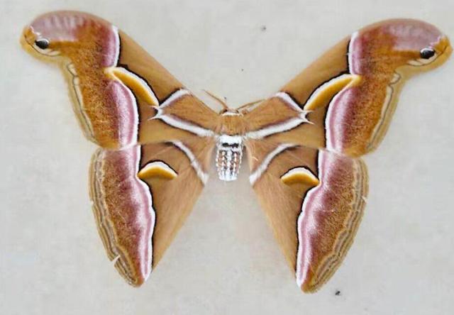 蛾中王者"霸王蝶"七彩云南昆明7月30日讯(简南俊)云南女子求助消息称