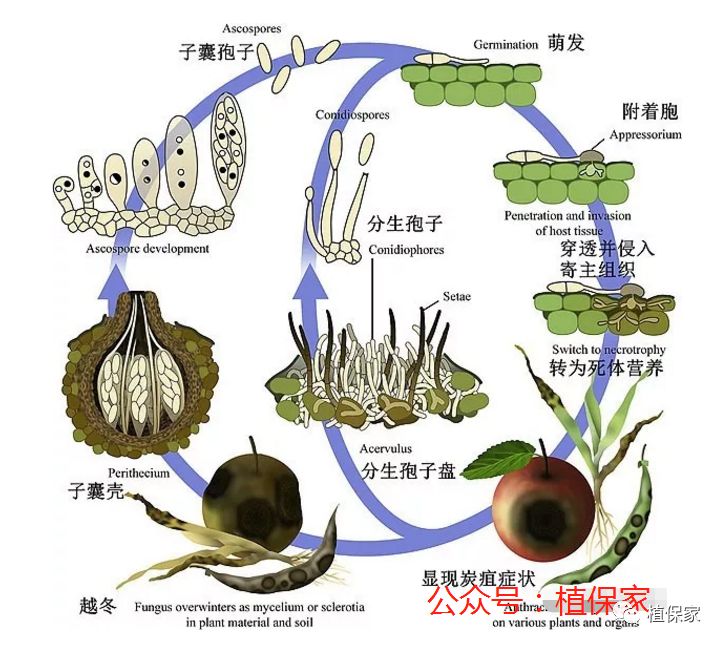 原创深度解析炭疽病,学会这一招,炭疽病轻松搞定!