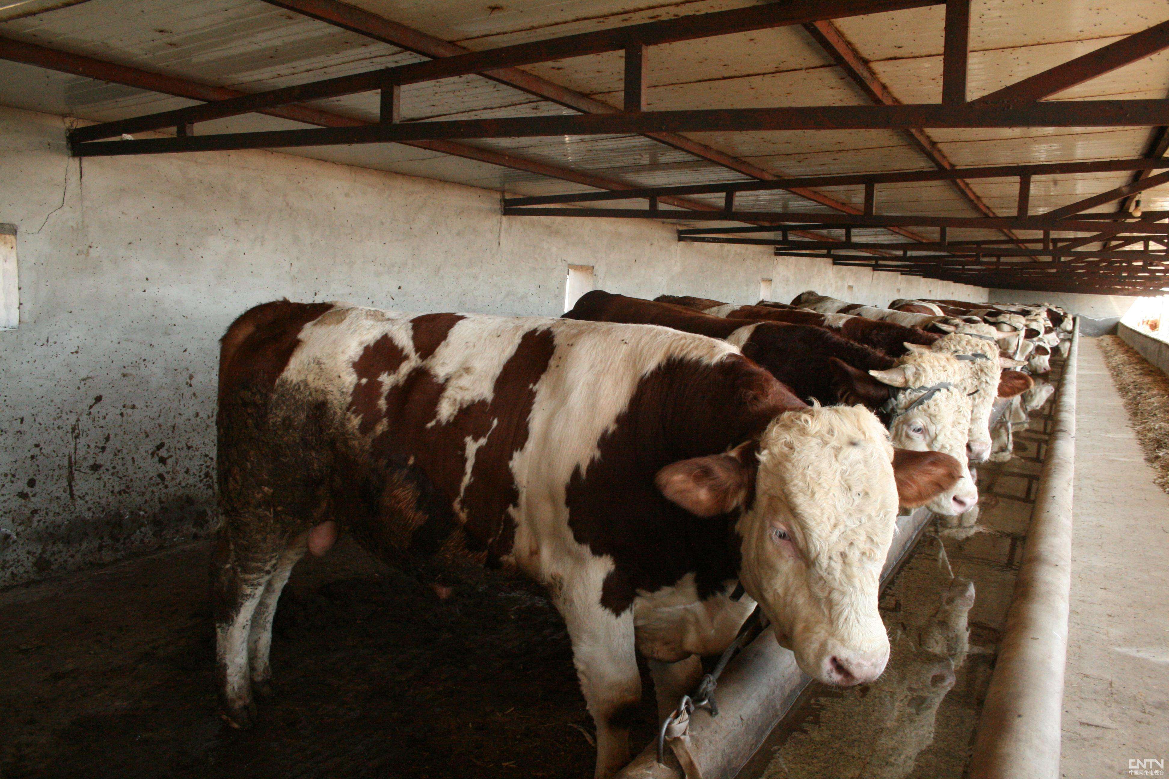 肉牛怎樣快速育肥?育肥肉牛飼料增加養殖戶的效益