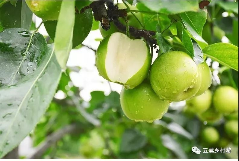 就带你去官山沟村这其中究竟有何奥秘一颗好梨的诞生绝非偶然一口脆甜