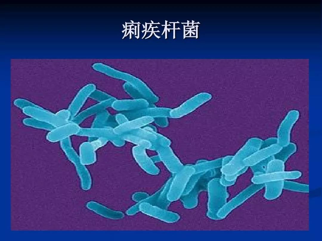 还与苍蝇繁殖活动有关外,一般是通过饮用或食用被痢疾杆菌污染的水