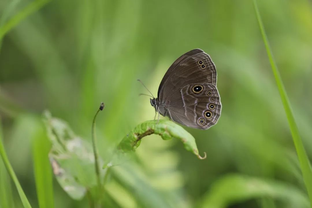 蝴蝶调查仙居国家公园的舞者