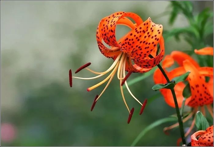 那年夏天种过的鬼百合