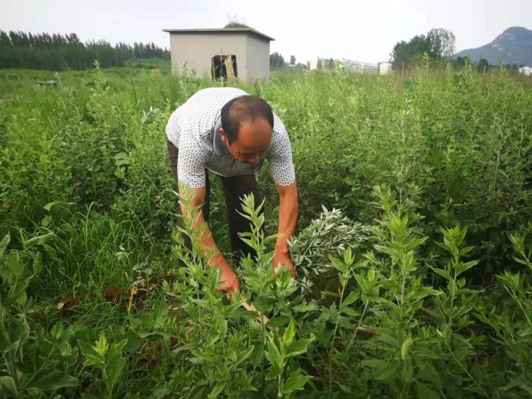 濟南棋山艾草喜獲豐收百姓相聚共慶祝