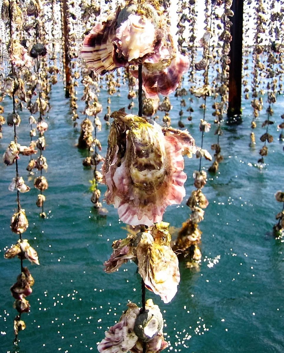 海蛎子生长图片