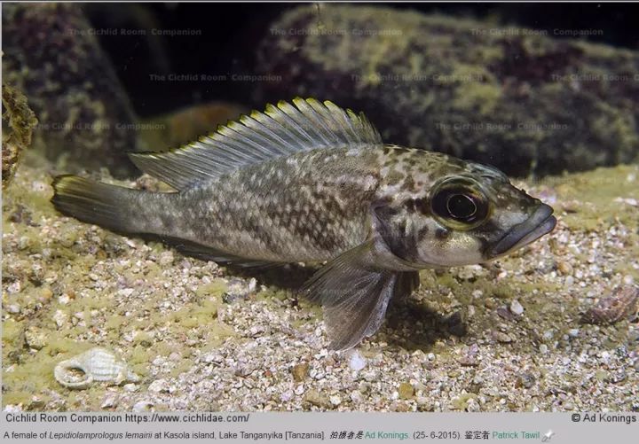 【地域介绍】坦湖 kasola island 卡索拉岛