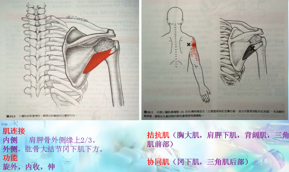 大圆肌的准确位置图图片