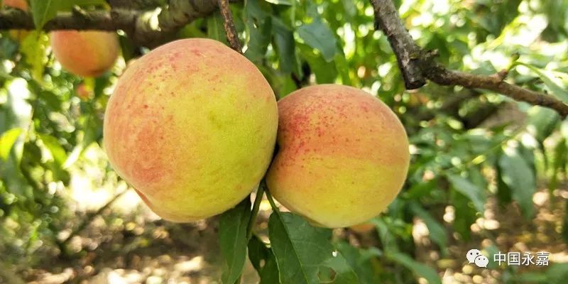 永嘉的白沙蜜桃上市让你垂涎三尺甜到炸裂了解一下