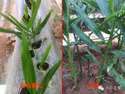 鲁虹111种姜好肥料千阳县举办苹果开售仪式科学家培育出不辣洋葱四川